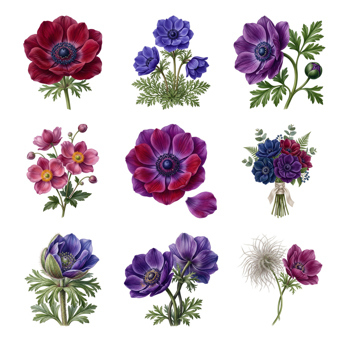 Anemone Flowers — Complete assortment