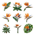 Bird of Paradise Blooms — Complete assortment