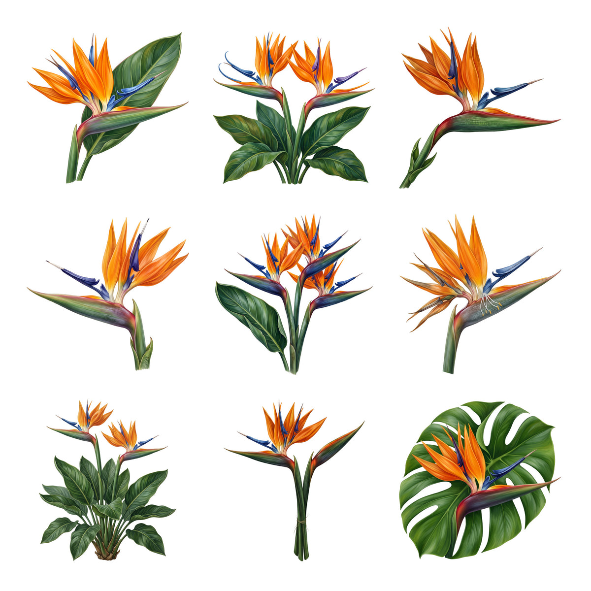 Bird of Paradise Blooms — Complete assortment