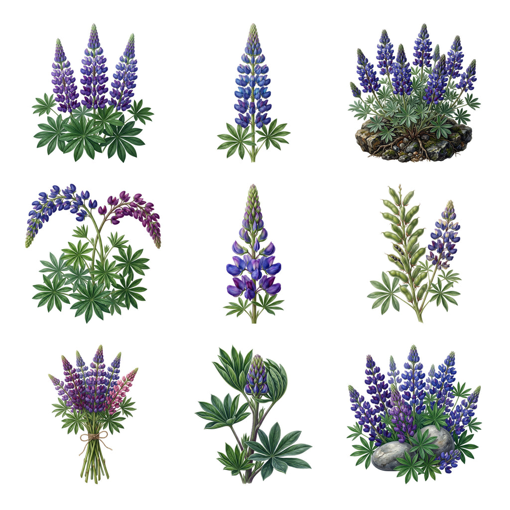 Lupine Mountainsides — Complete assortment