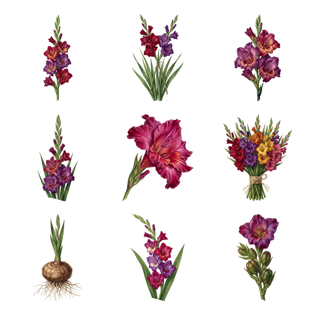 Gladiolus Stems — Complete assortment