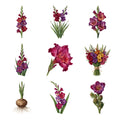 Gladiolus Stems — Complete assortment