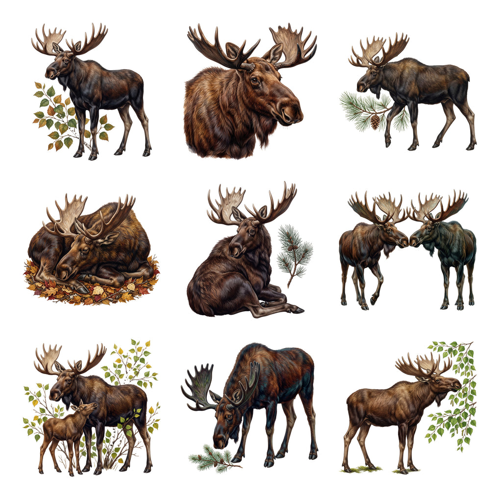 Moose Northern Woods — Complete assortment