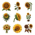 Sunflower Botanicals — Complete assortment