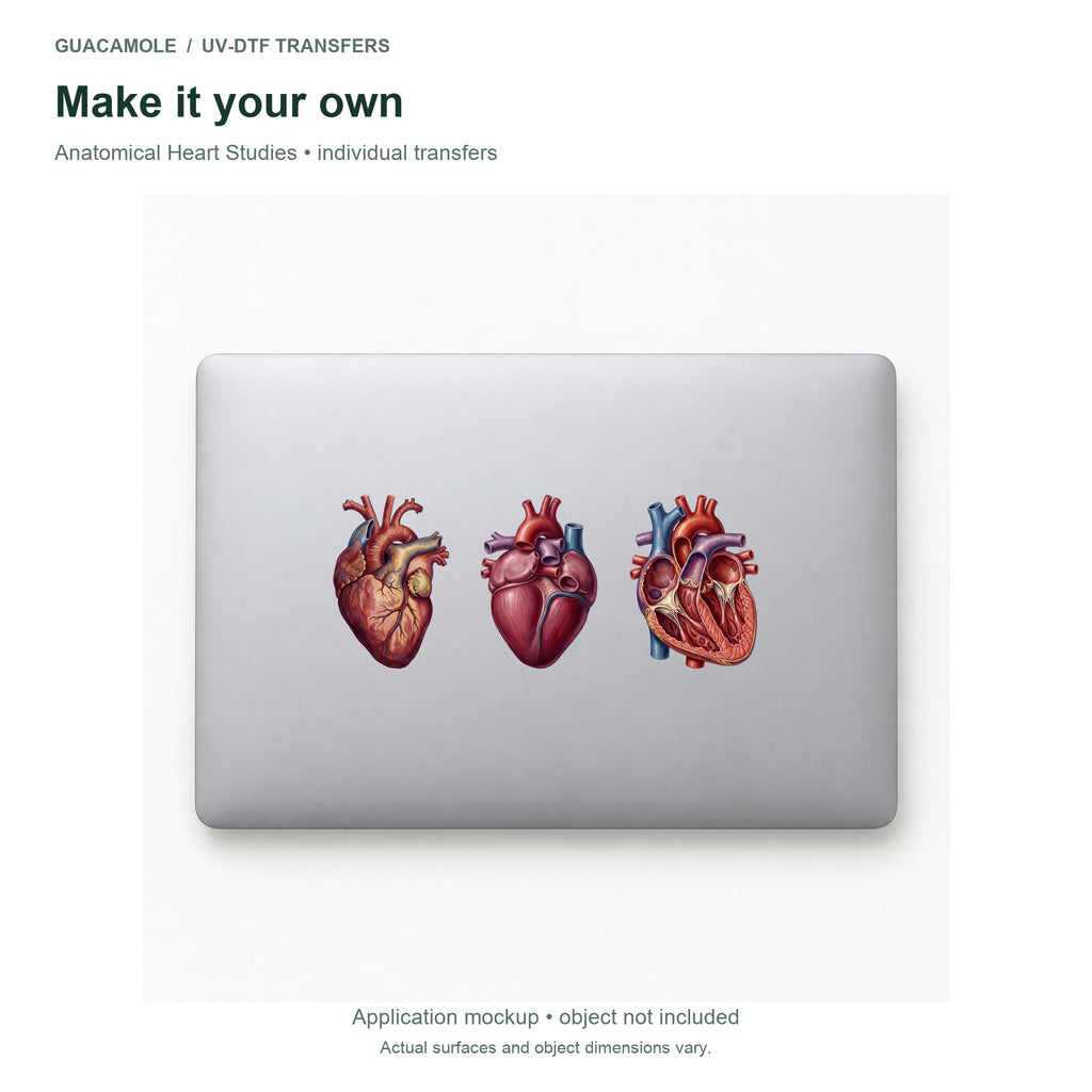 Anatomical Heart Studies — Three designs on a laptop
