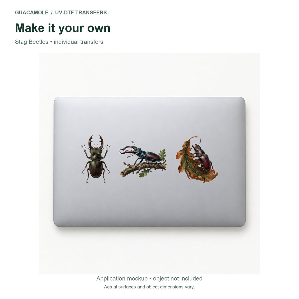 Stag Beetles — Three designs on a laptop