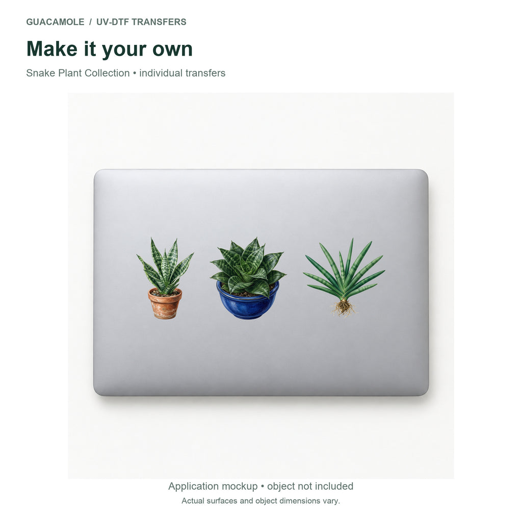 Snake Plant Collection — Three designs on a laptop