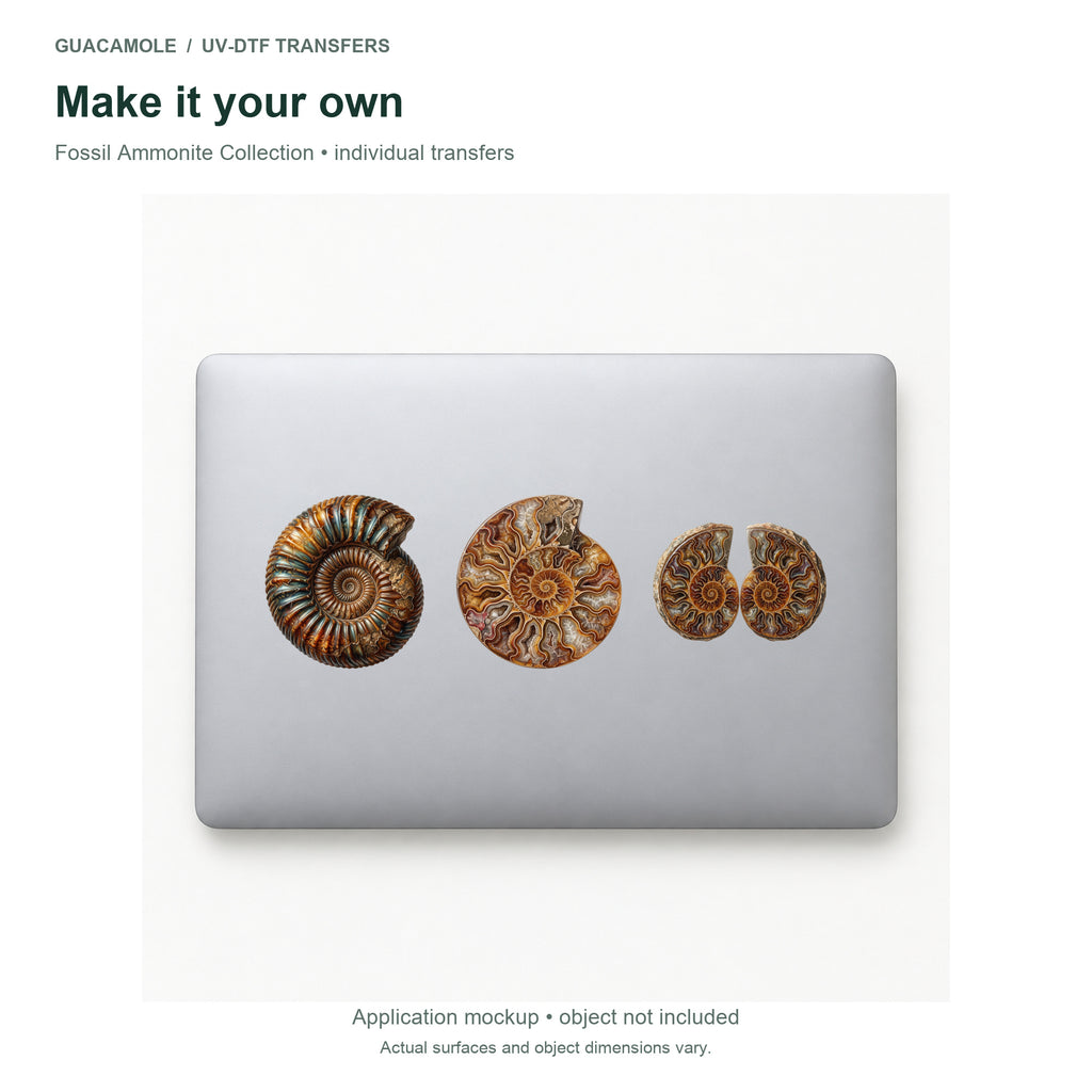 Fossil Ammonite Collection — Three designs on a laptop
