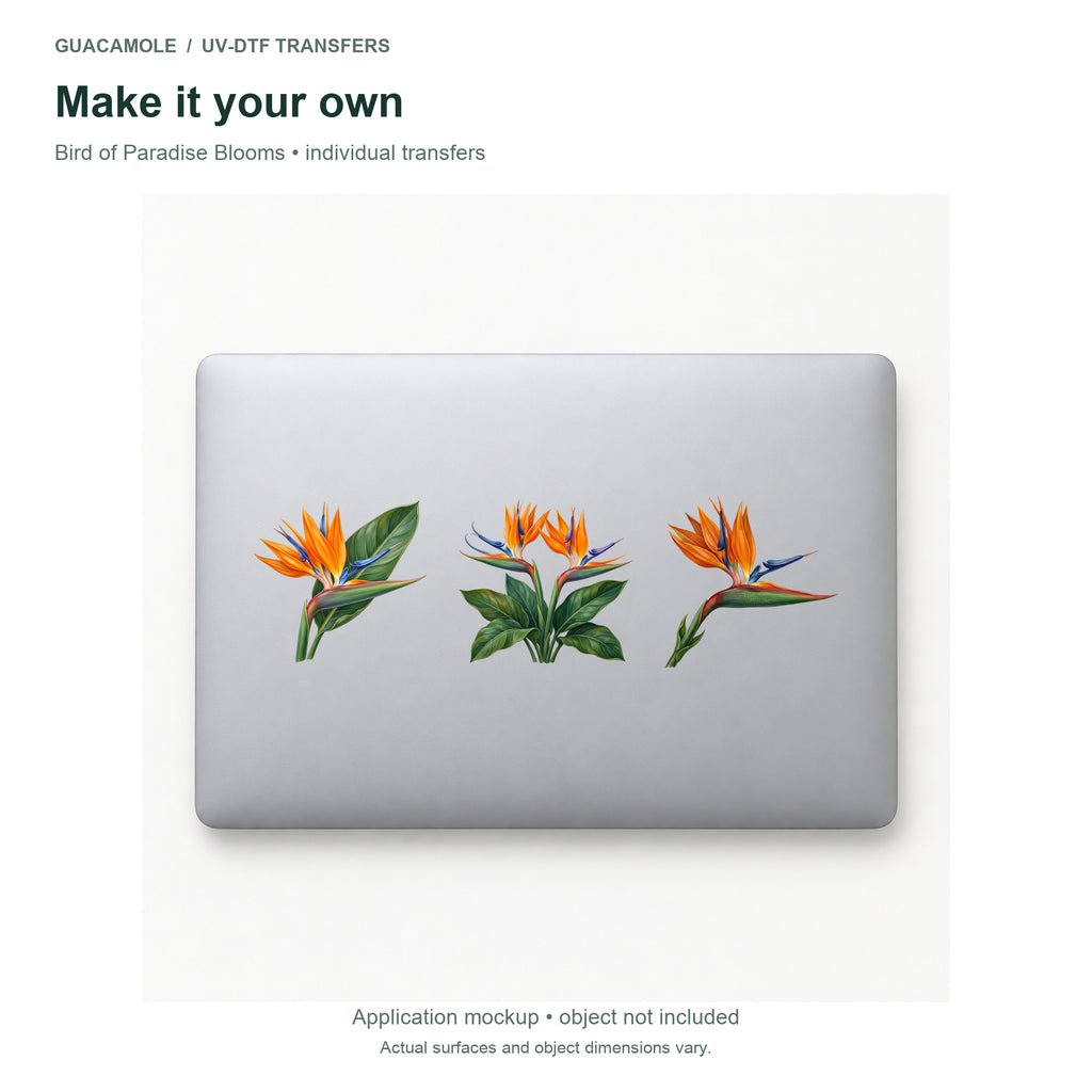 Bird of Paradise Blooms — Three designs on a laptop