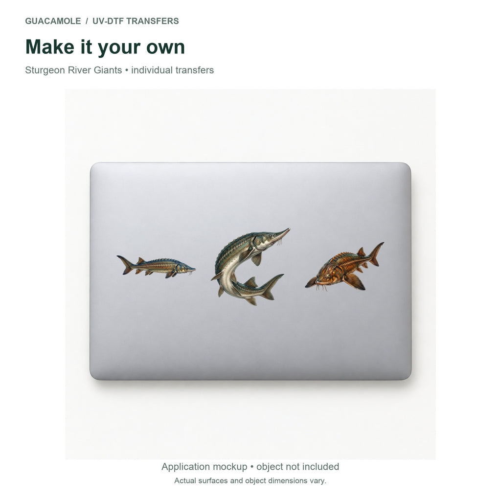 Sturgeon River Giants — Three designs on a laptop