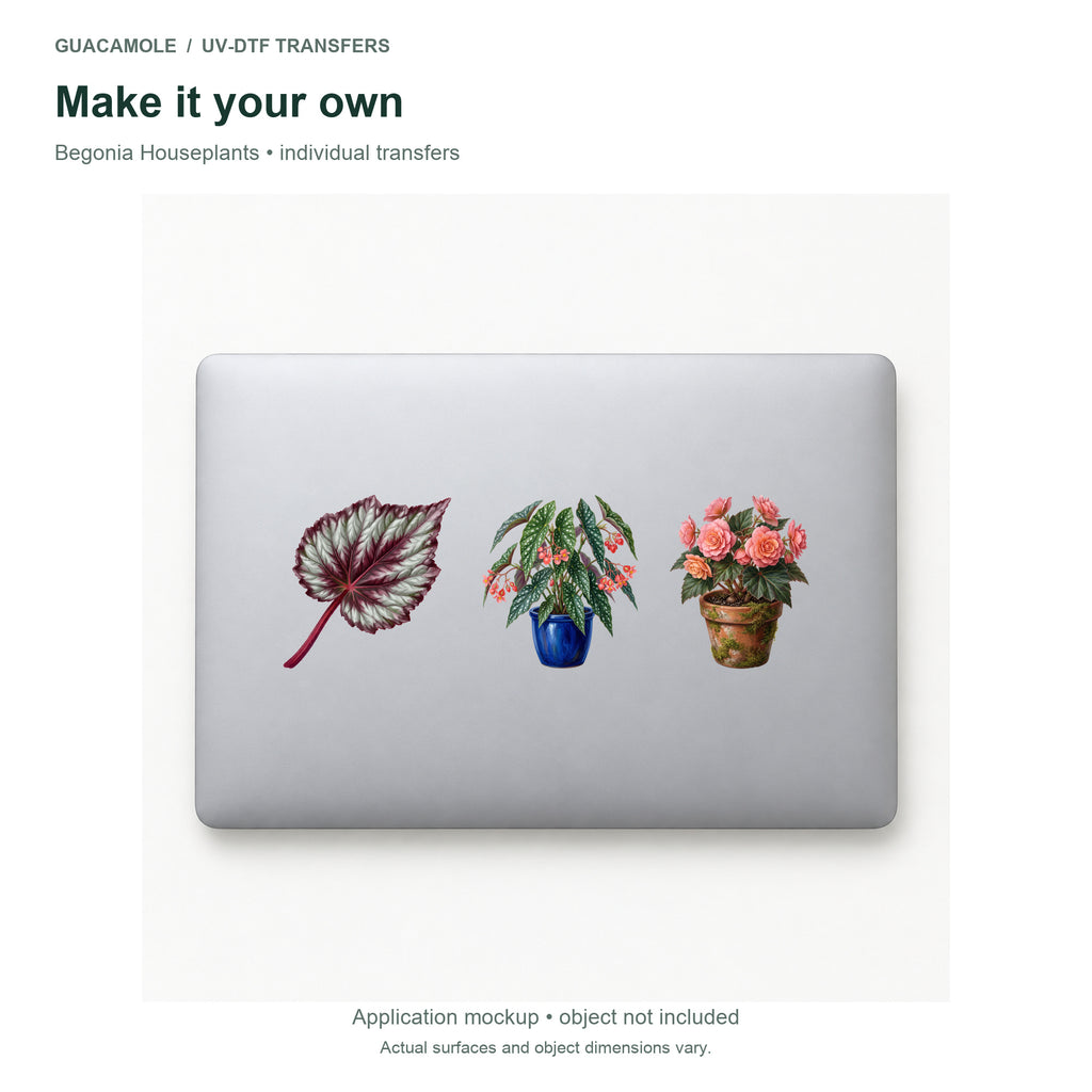 Begonia Houseplants — Three designs on a laptop