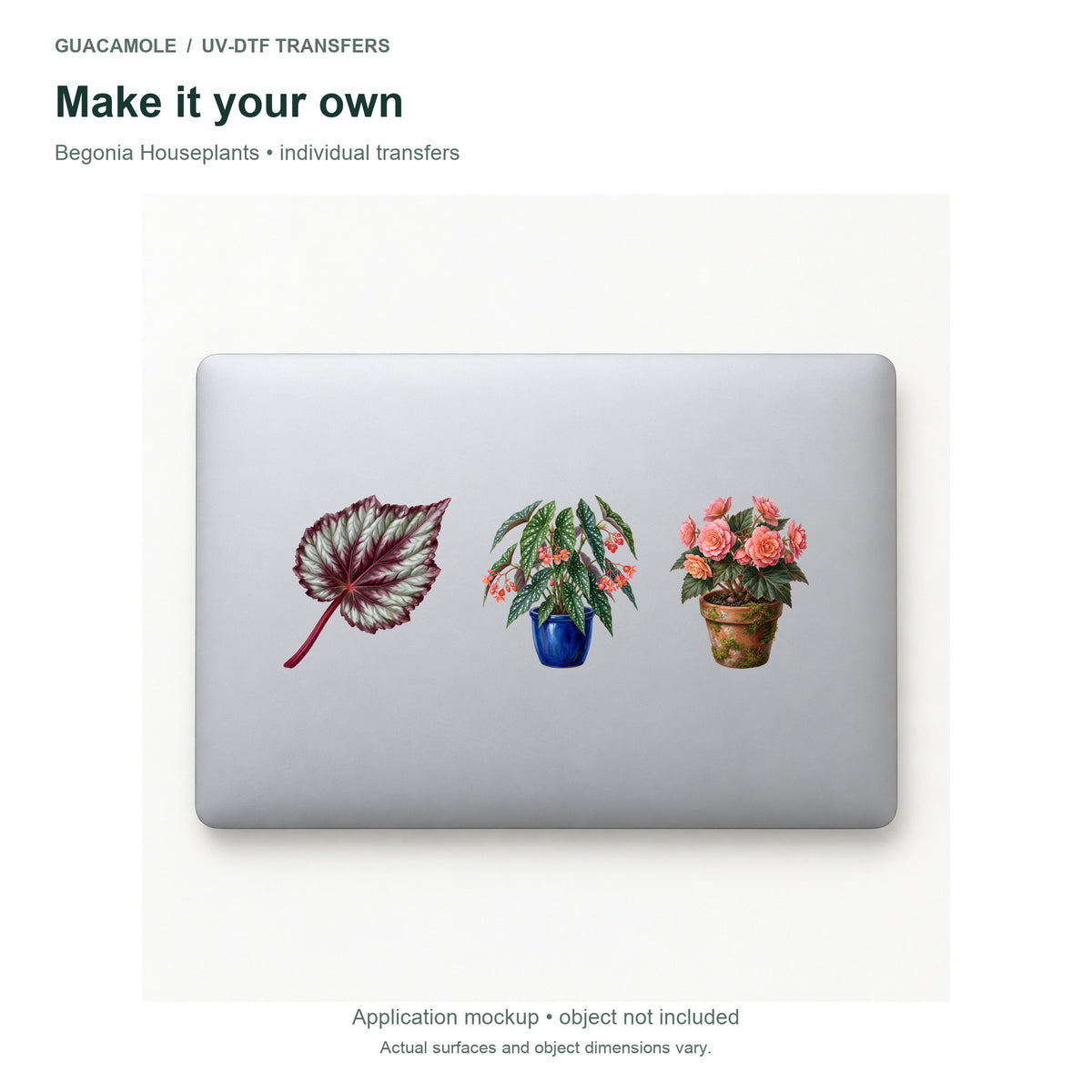 Begonia Houseplants — Three designs on a laptop