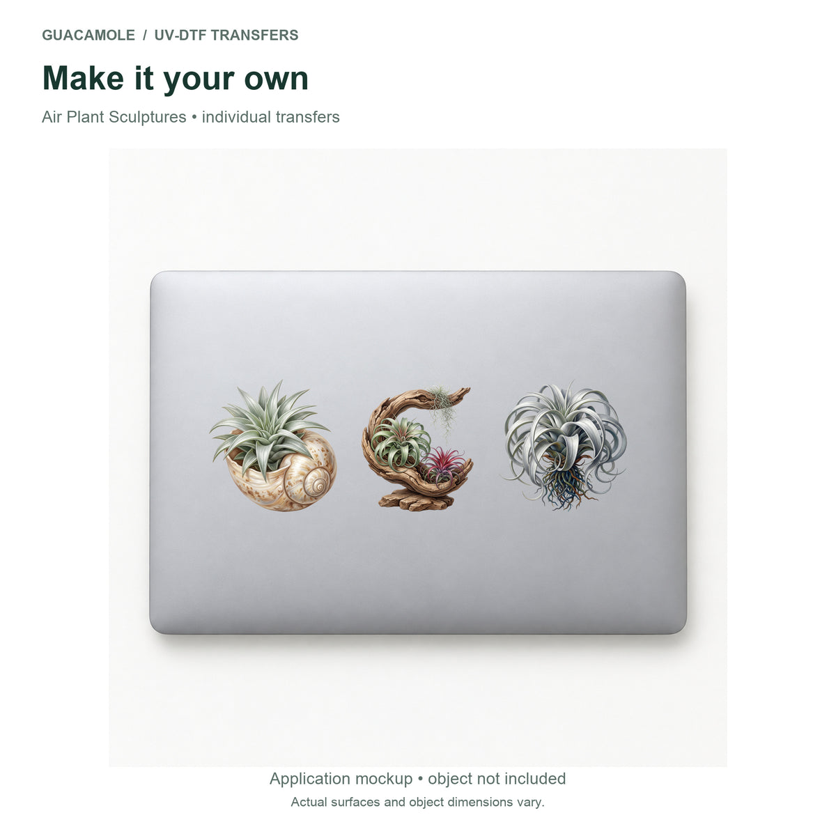 Air Plant Sculptures — Three designs on a laptop