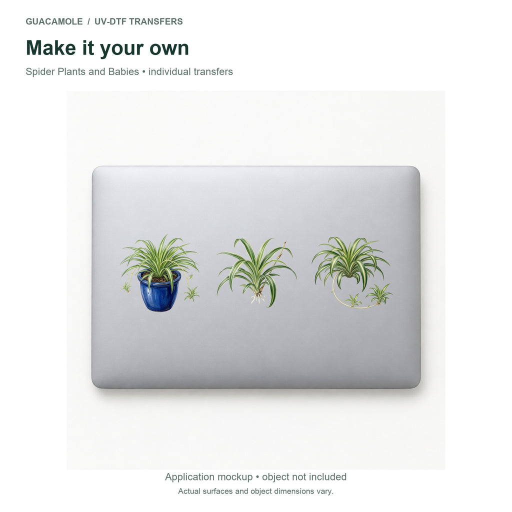 Spider Plants and Babies — Three designs on a laptop