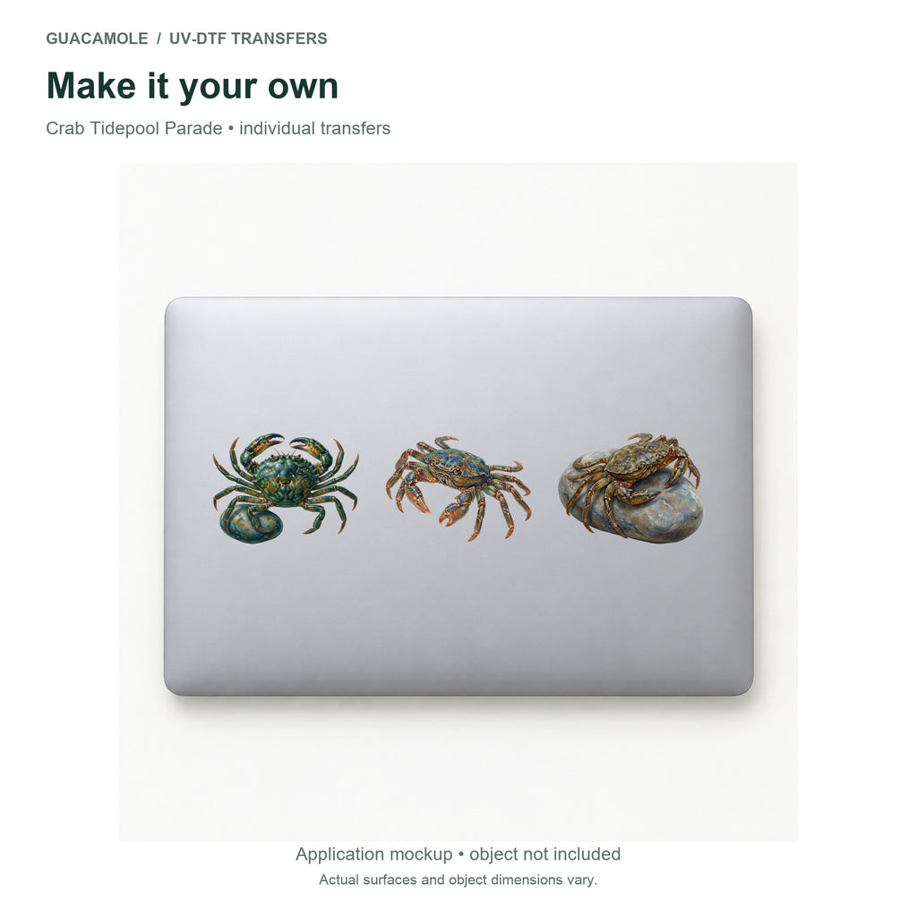 Crab Tidepool Parade — Three designs on a laptop
