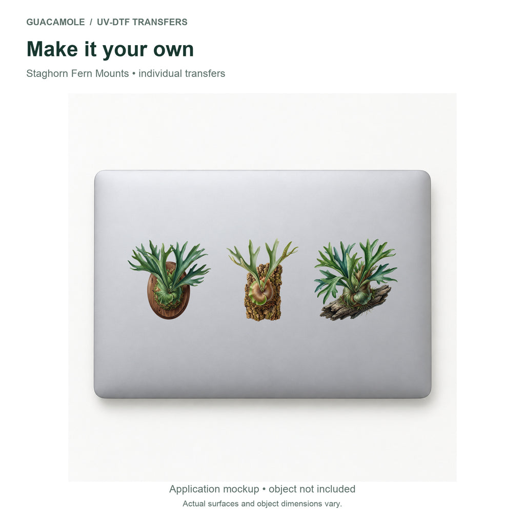 Staghorn Fern Mounts — Three designs on a laptop