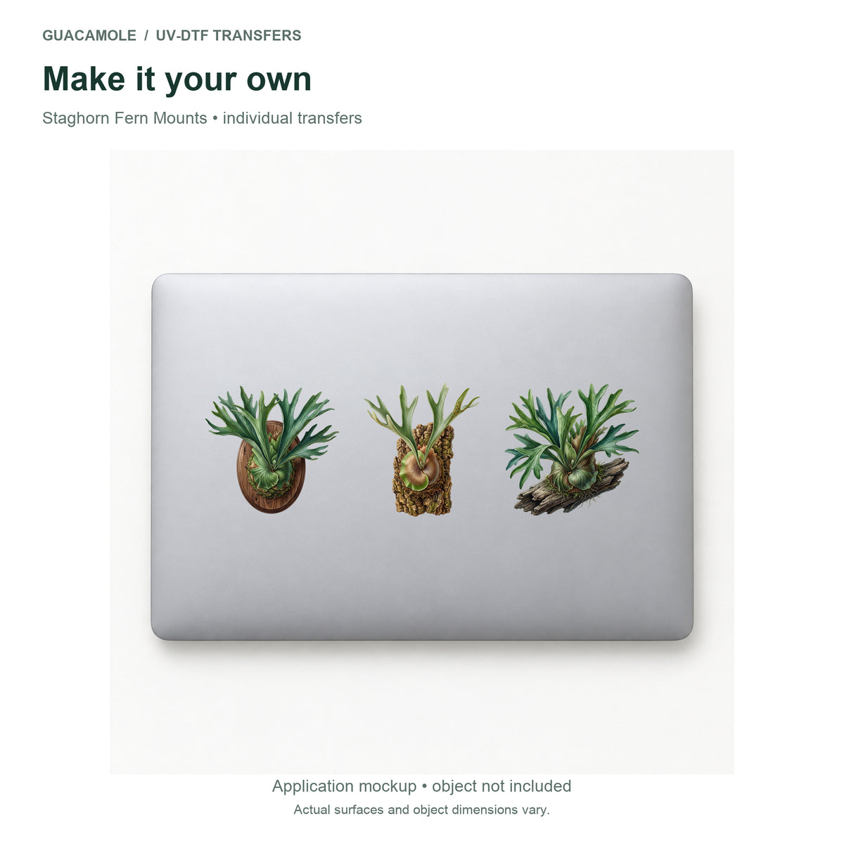 Staghorn Fern Mounts — Three designs on a laptop