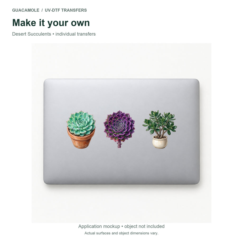 Desert Succulents — Three designs on a laptop