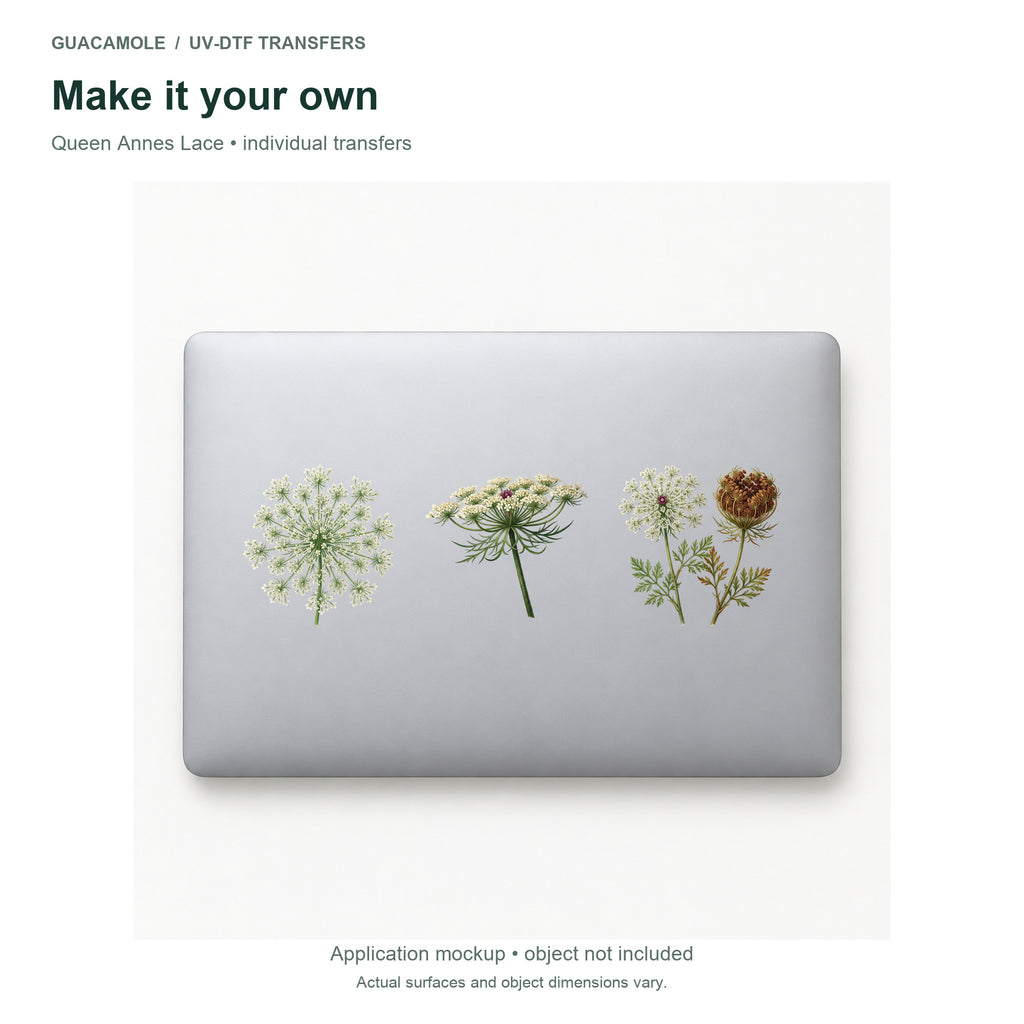 Queen Annes Lace — Three designs on a laptop