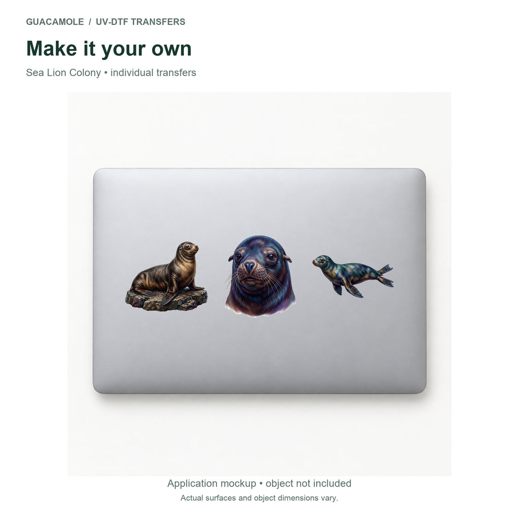 Sea Lion Colony — Three designs on a laptop