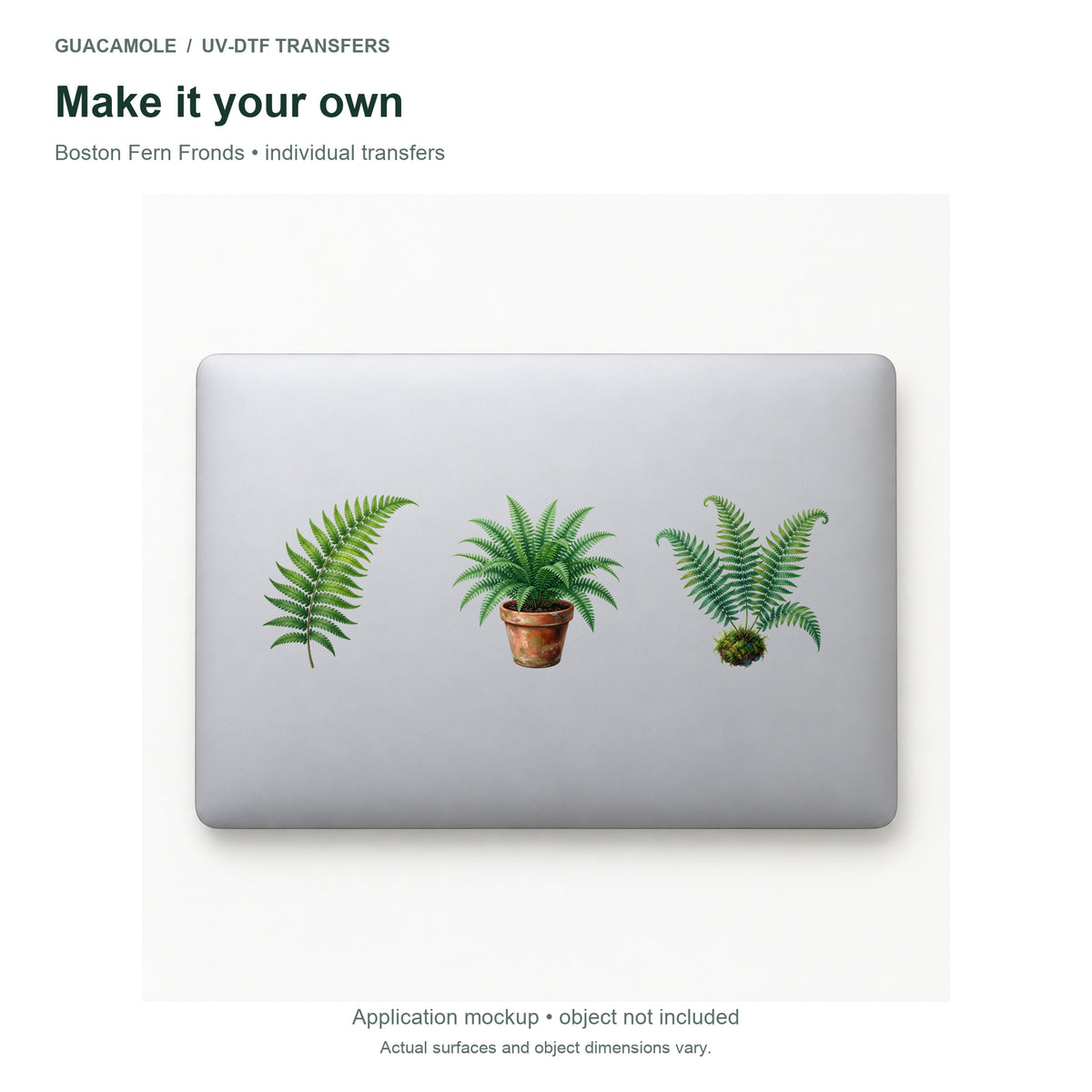 Boston Fern Fronds — Three designs on a laptop