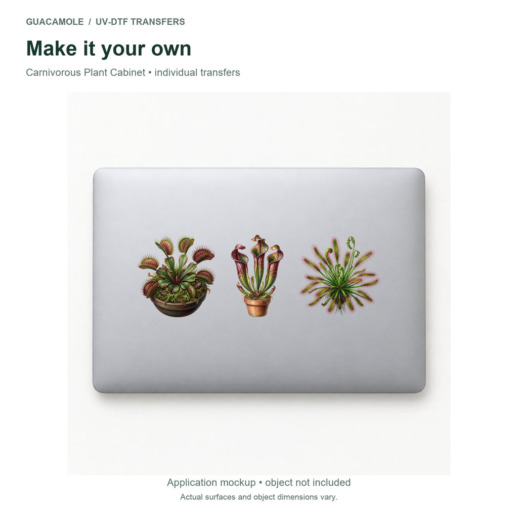 Carnivorous Plant Cabinet — Three designs on a laptop