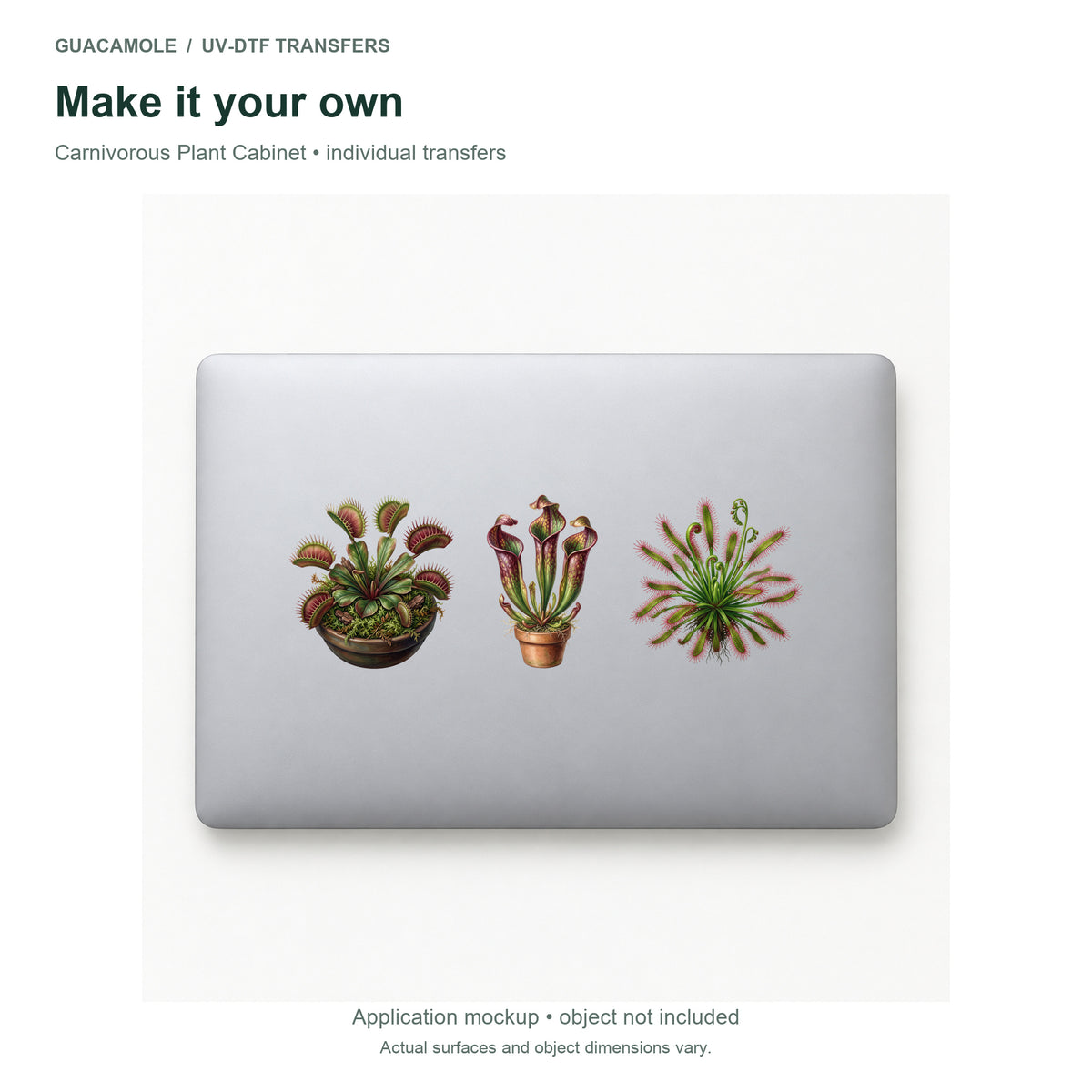 Carnivorous Plant Cabinet — Three designs on a laptop
