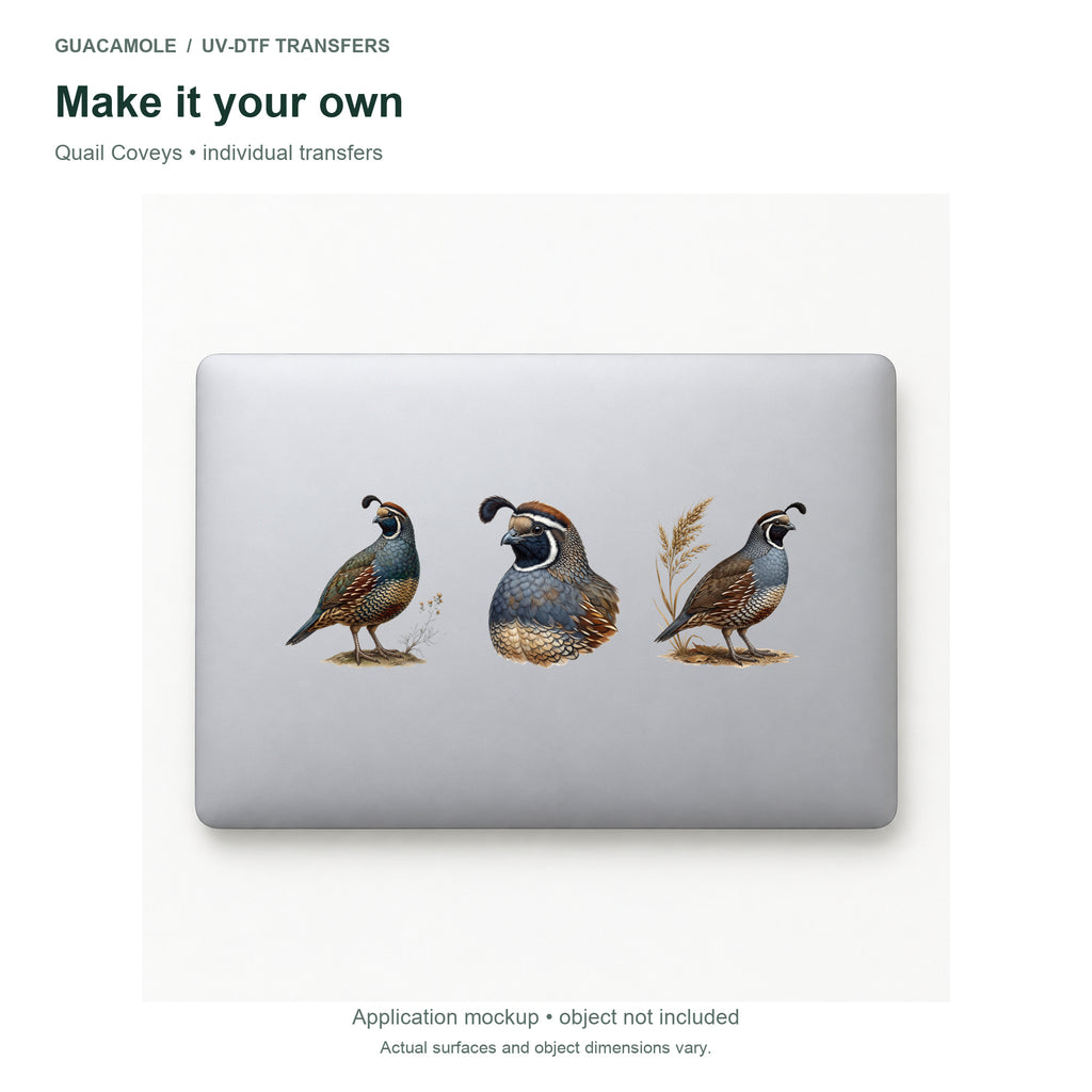Quail Coveys — Three designs on a laptop