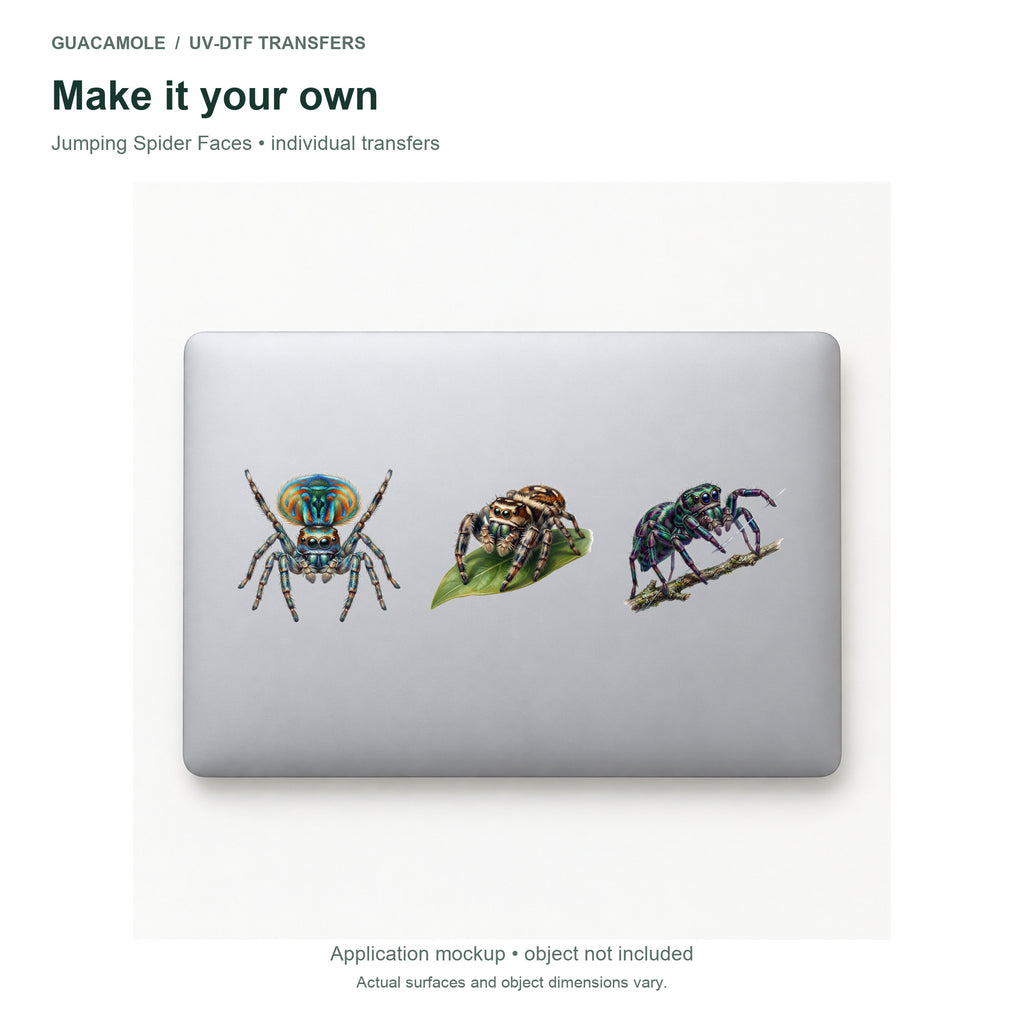 Jumping Spider Faces — Three designs on a laptop