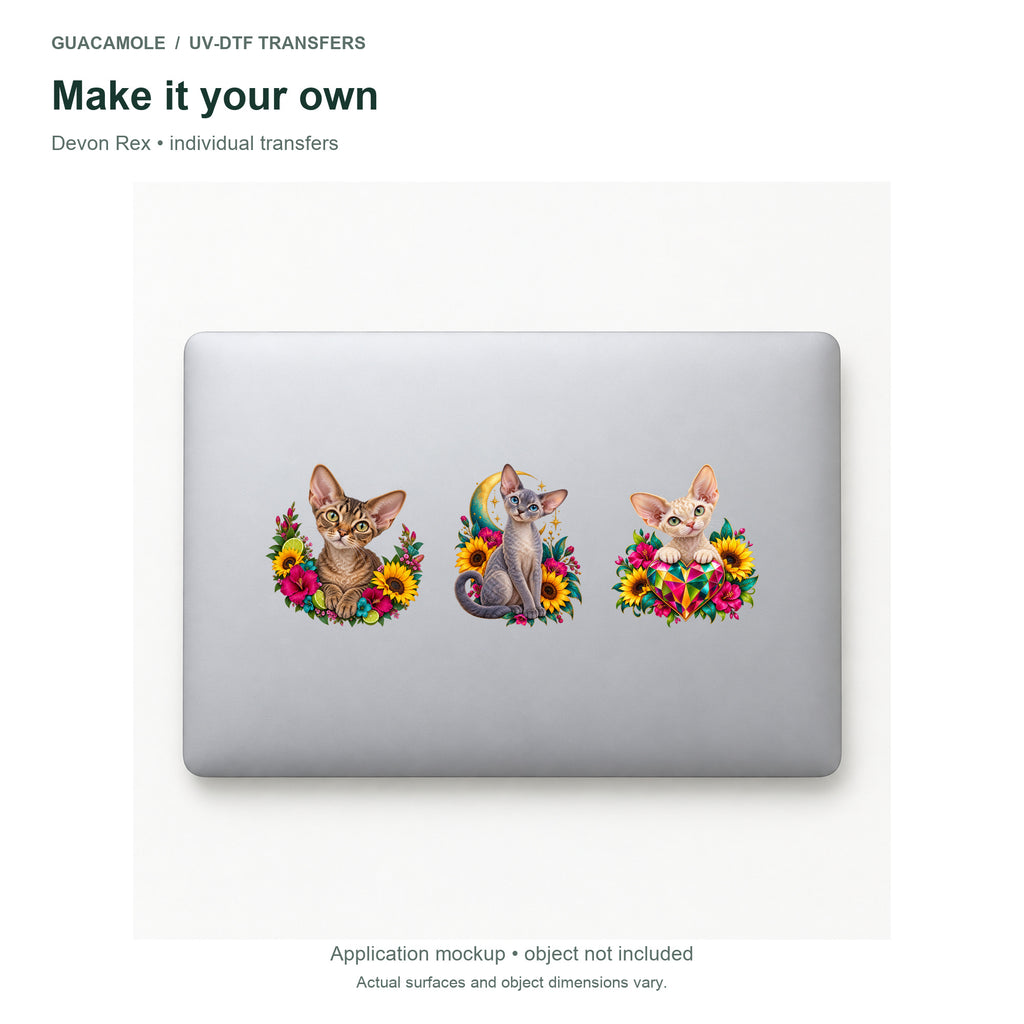 Devon Rex — Three designs on a laptop