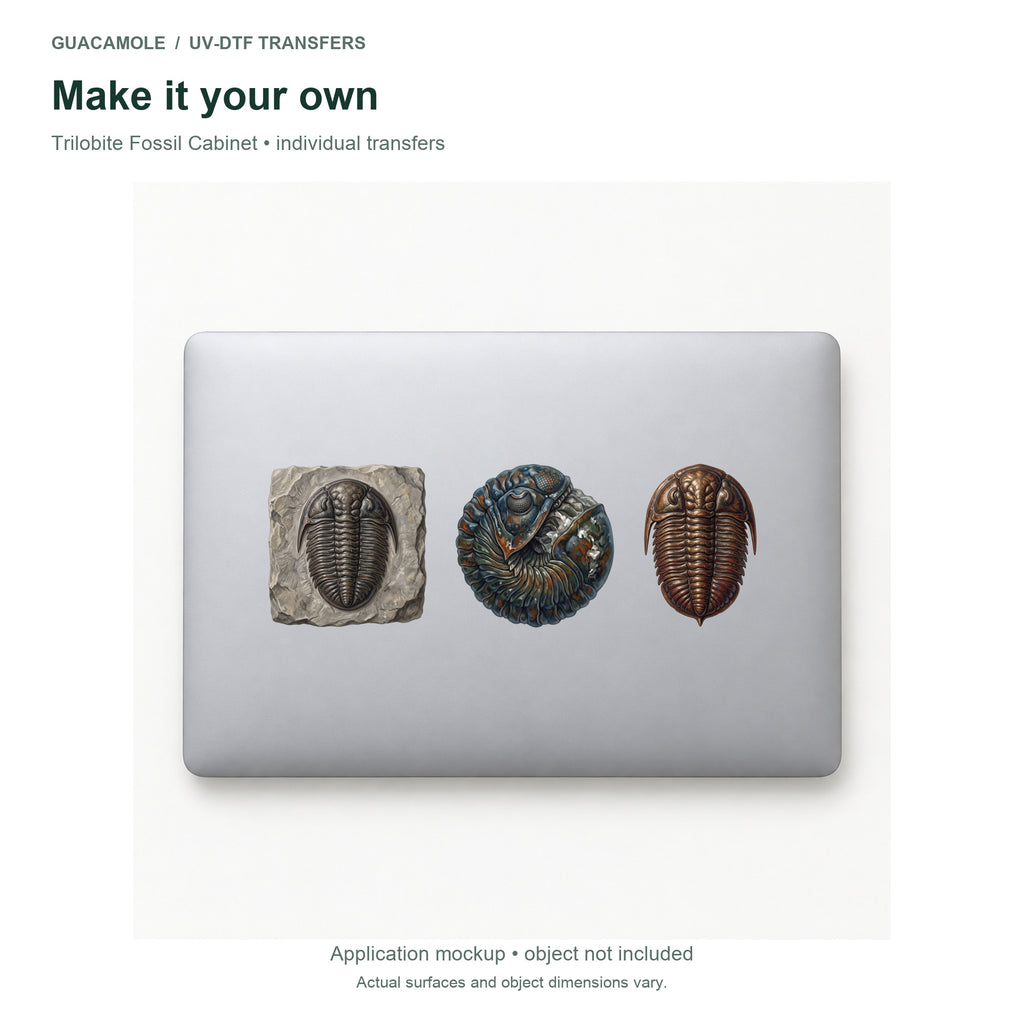 Trilobite Fossil Cabinet — Three designs on a laptop