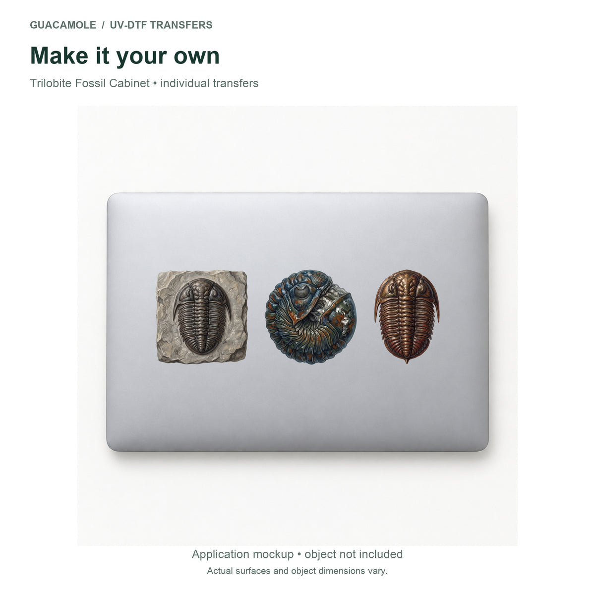 Trilobite Fossil Cabinet — Three designs on a laptop