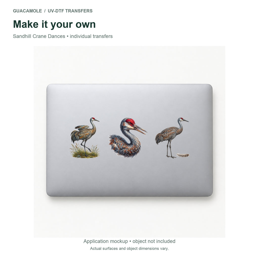 Sandhill Crane Dances — Three designs on a laptop
