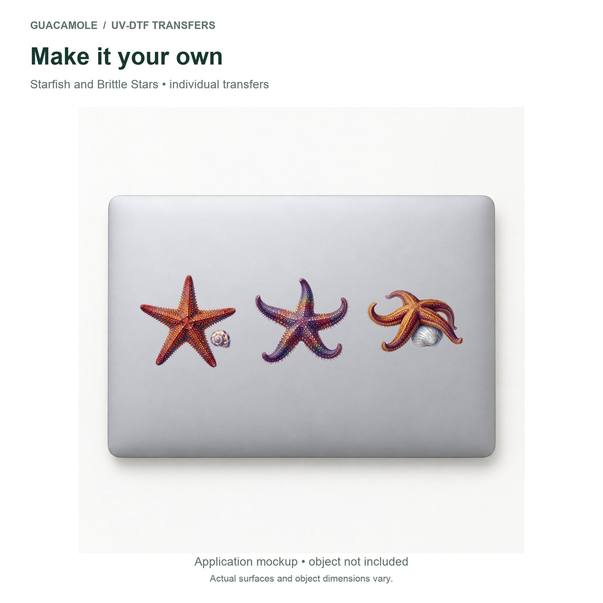 Starfish and Brittle Stars — Three designs on a laptop