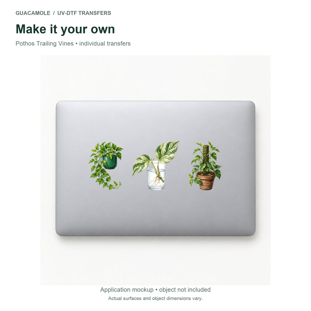 Pothos Trailing Vines — Three designs on a laptop