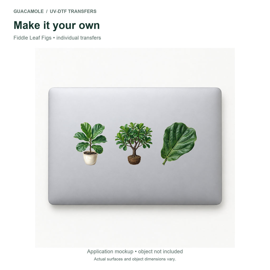 Fiddle Leaf Figs — Three designs on a laptop