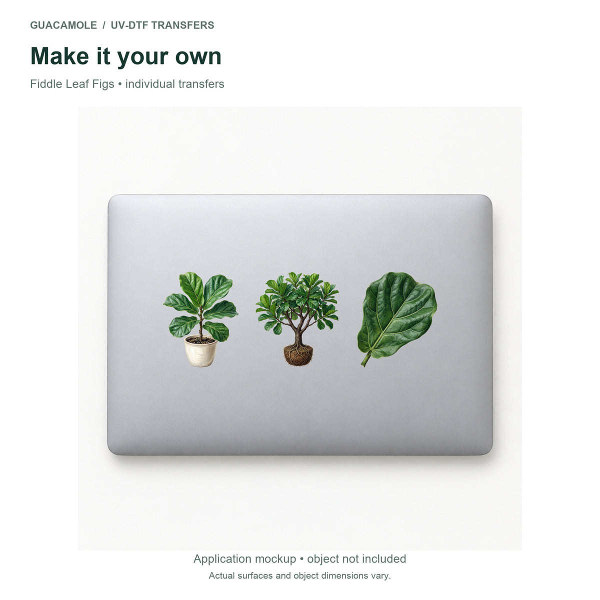 Fiddle Leaf Figs — Three designs on a laptop