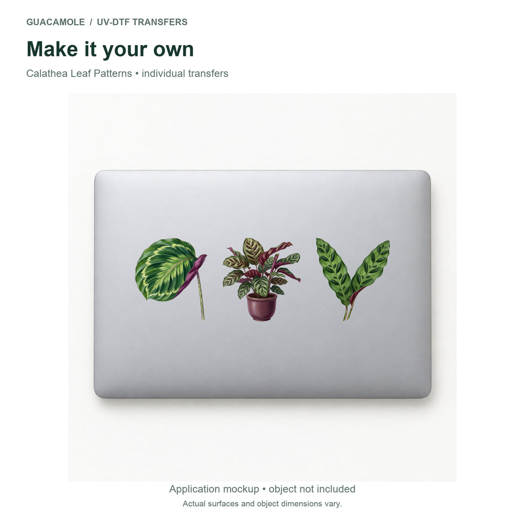 Calathea Leaf Patterns — Three designs on a laptop