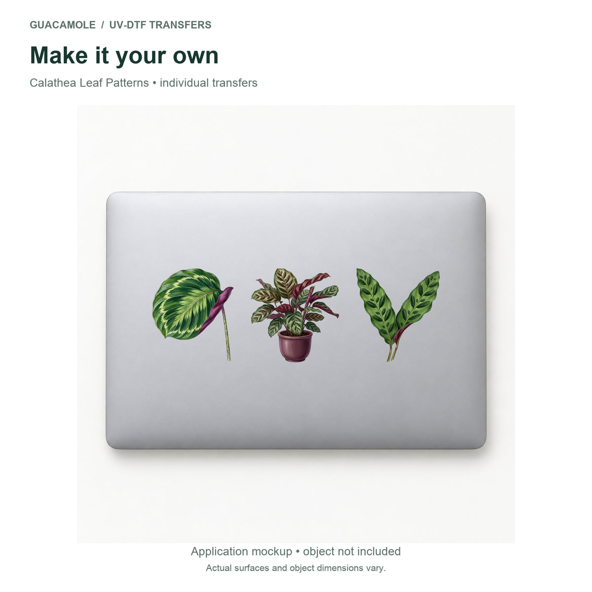 Calathea Leaf Patterns — Three designs on a laptop