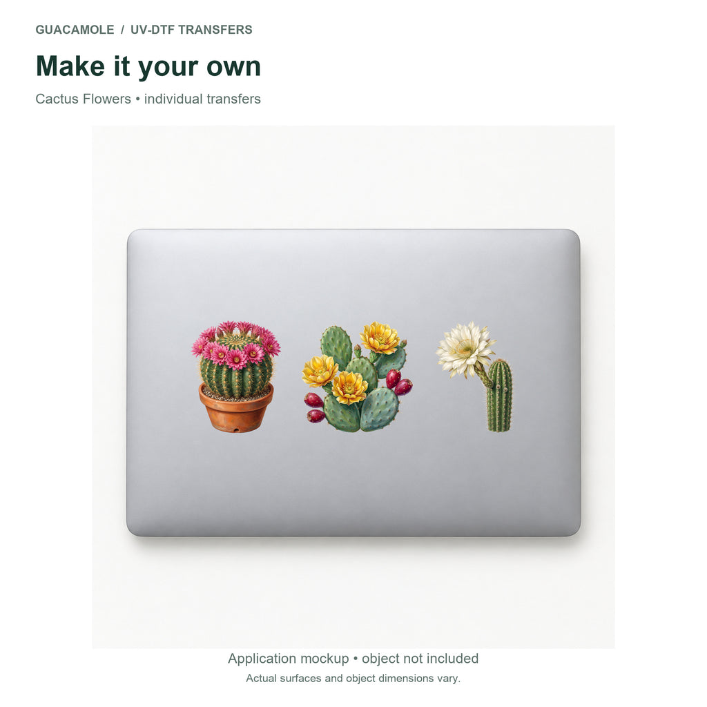 Cactus Flowers — Three designs on a laptop