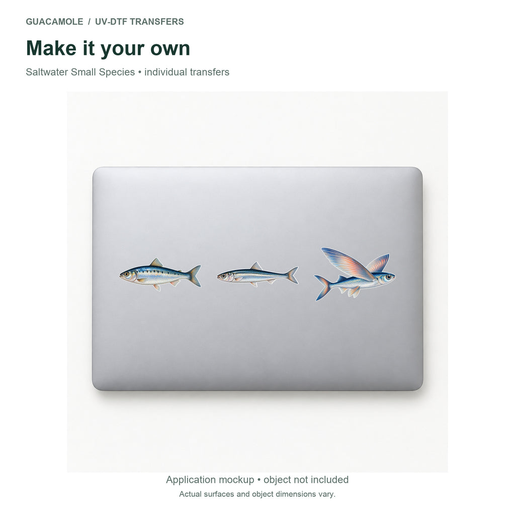 Saltwater Small Species — Three designs on a laptop