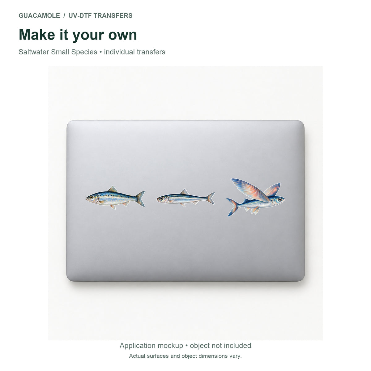 Saltwater Small Species — Three designs on a laptop