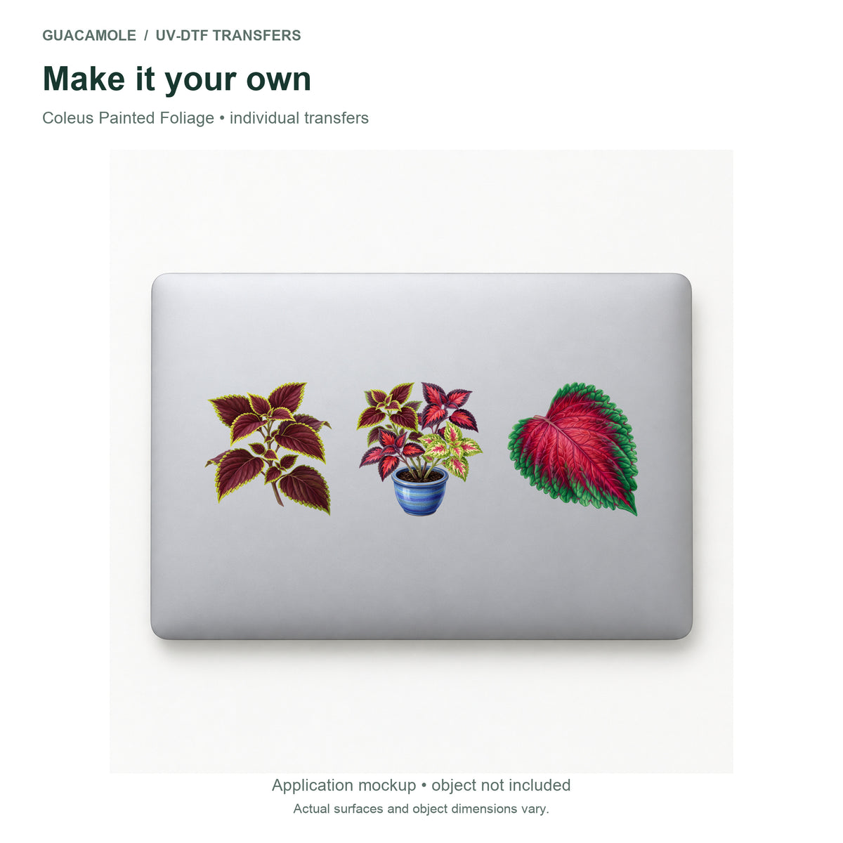 Coleus Painted Foliage — Three designs on a laptop