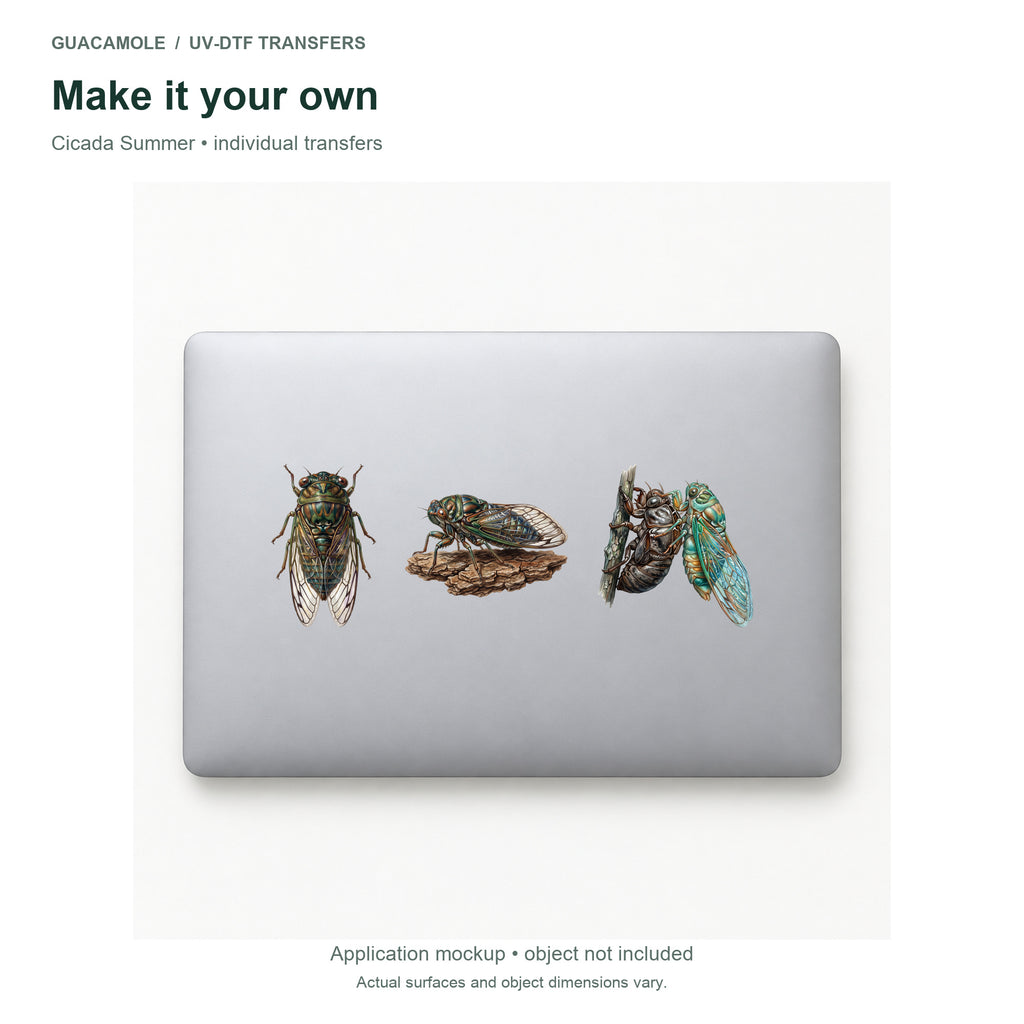 Cicada Summer — Three designs on a laptop