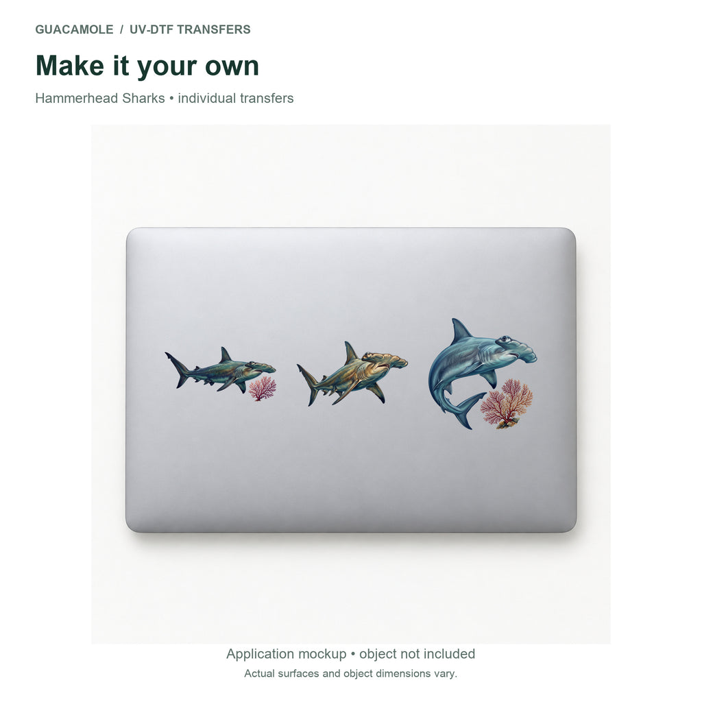 Hammerhead Sharks — Three designs on a laptop