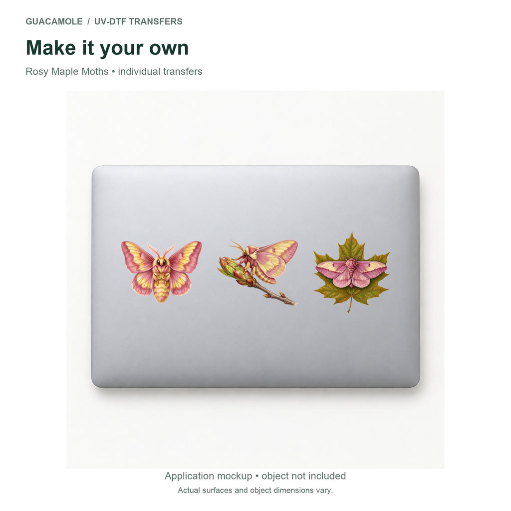 Rosy Maple Moths — Three designs on a laptop