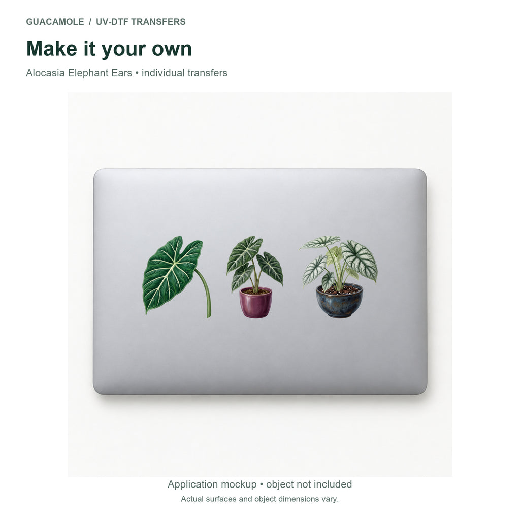 Alocasia Elephant Ears — Three designs on a laptop