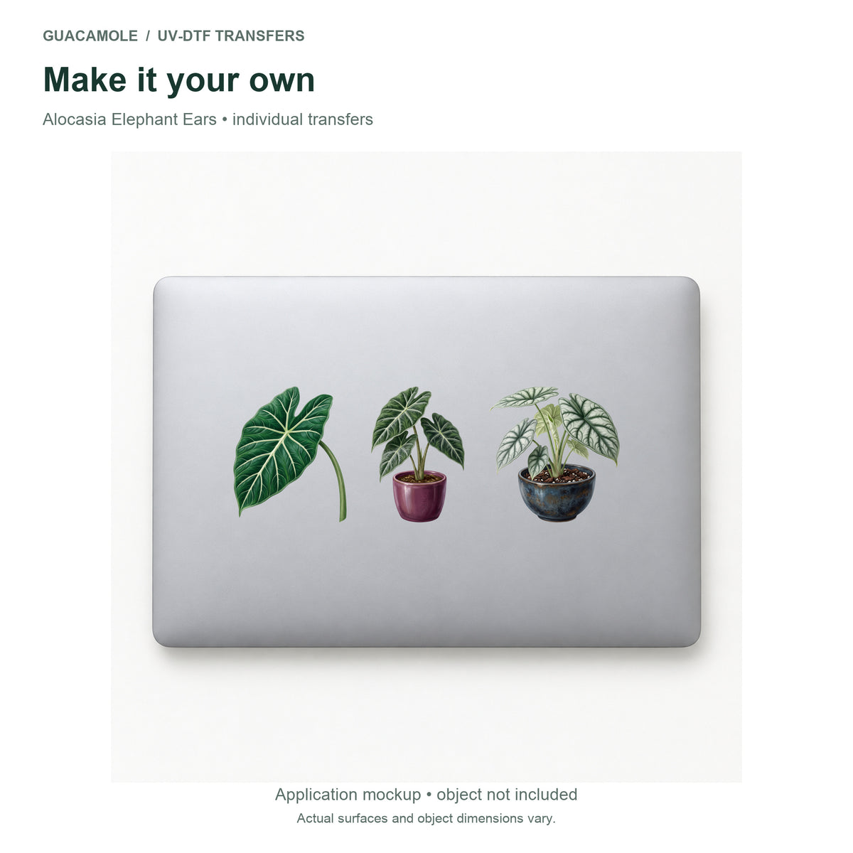 Alocasia Elephant Ears — Three designs on a laptop