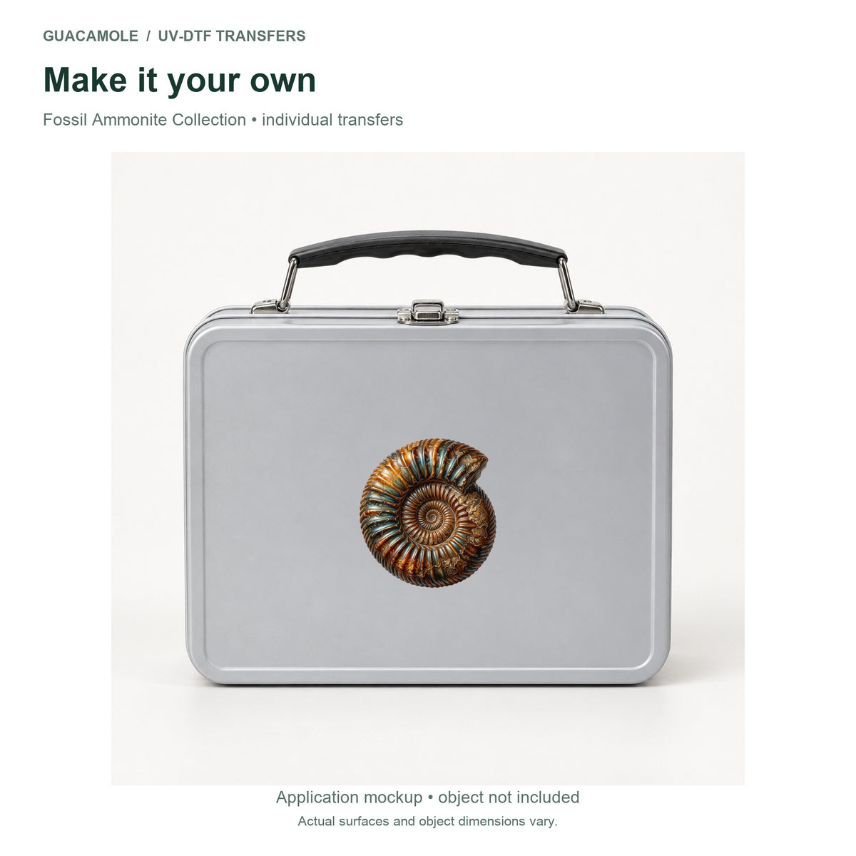 Fossil Ammonite Collection — Second application setting