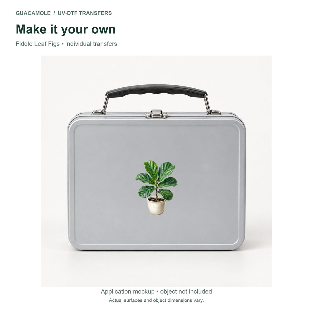 Fiddle Leaf Figs — Second application setting
